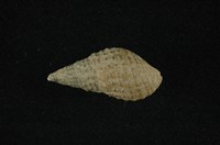 藏品(瘤蜷)的圖片